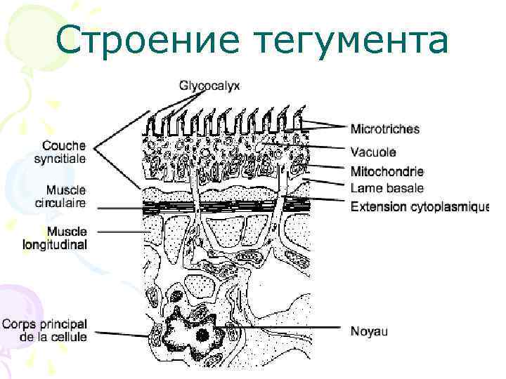 Строение тегумента 