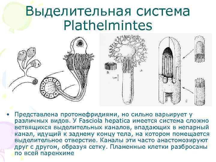 Выделительная система Plathelmintes • Представлена протонефридиями, но сильно варьирует у различных видов. У Fasciola