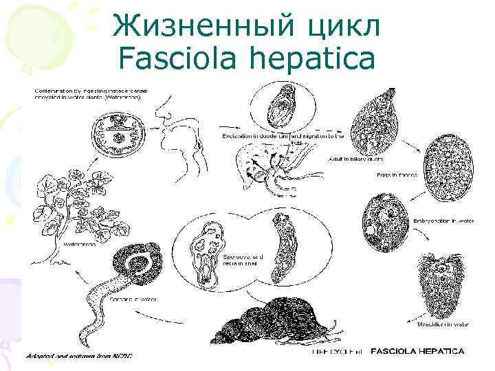 Жизненный цикл Fasciola hepatica 
