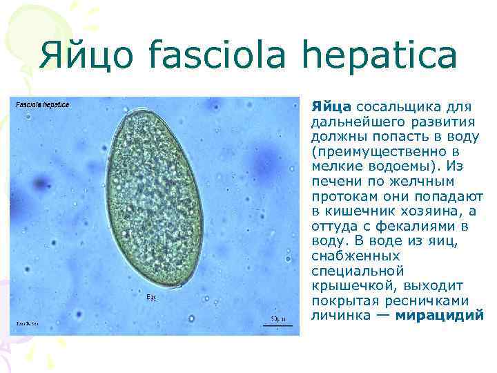 Яйцо fasciola hepatica • Яйца сосальщика для дальнейшего развития должны попасть в воду (преимущественно