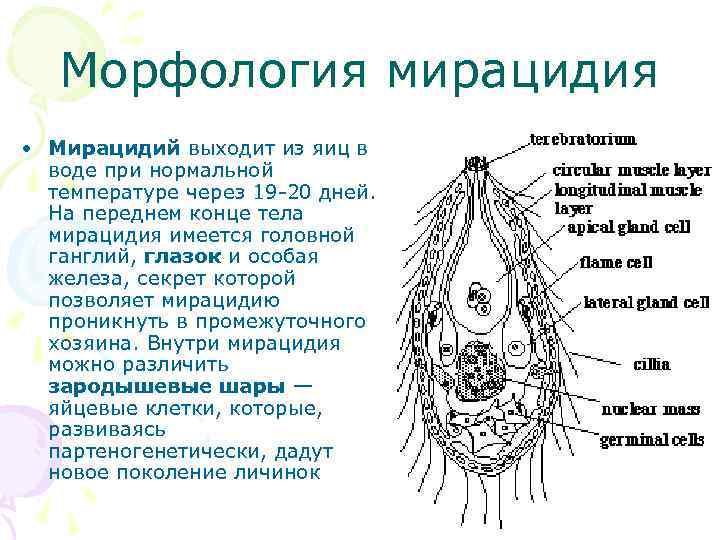 Морфология мирацидия • Мирацидий выходит из яиц в воде при нормальной температуре через 19