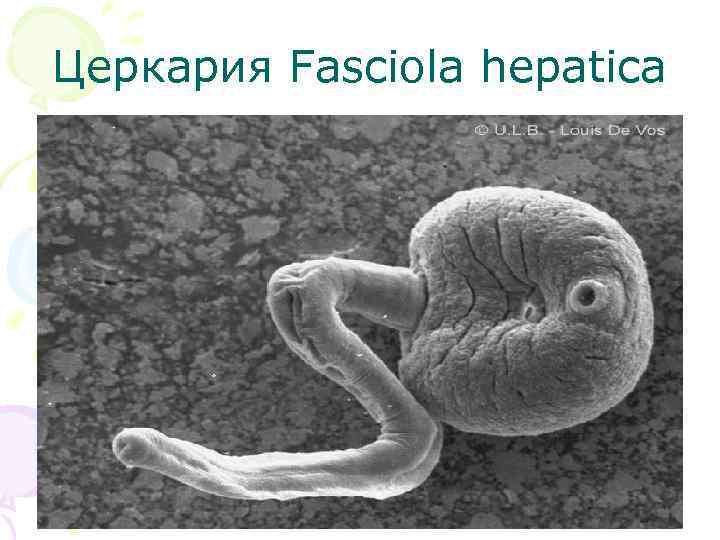 Церкария Fasciola hepatica 