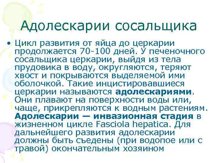 Адолескарии сосальщика • Цикл развития от яйца до церкарии продолжается 70 -100 дней. У