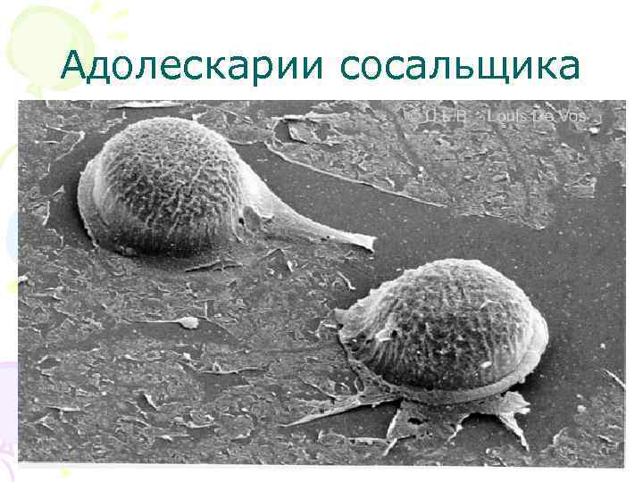 Адолескарии сосальщика 