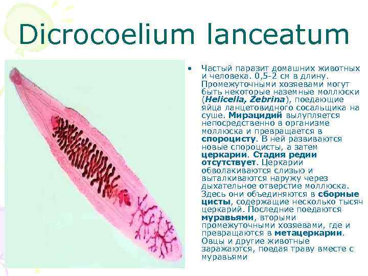 Dicrocoelium lanceatum • Частый паразит домашних животных и человека. 0, 5 -2 см в