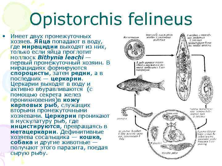 Opistorchis felineus • Имеет двух промежуточных хозяев. Яйца попадают в воду, где мирацидии выходят