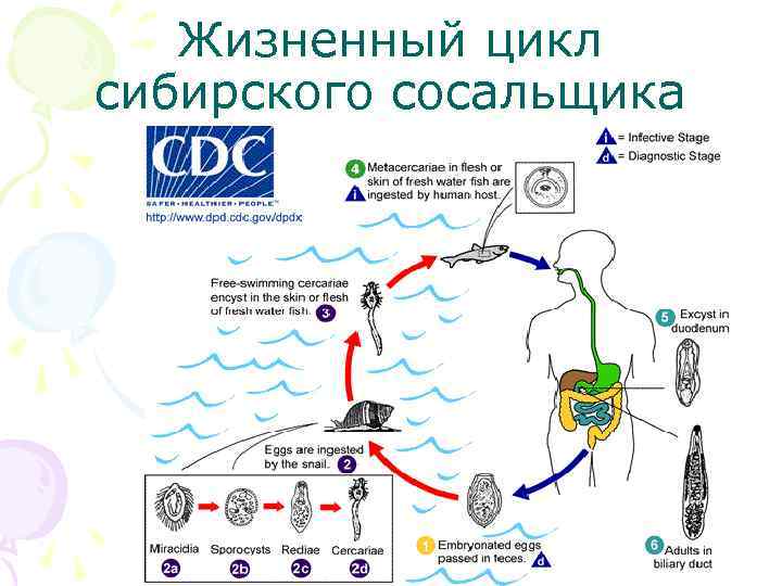 Жизненный цикл сибирского сосальщика 