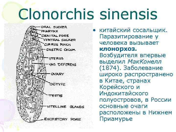 Clonorchis sinensis • китайский сосальщик. Паразитирование у человека вызывает клонорхоз. Возбудителя впервые выделил Мак.