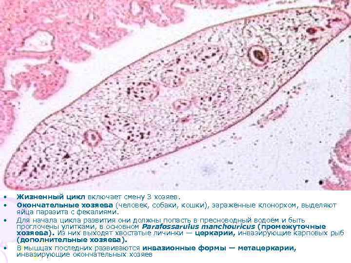  • • Жизненный цикл включает смену 3 хозяев. Окончательные хозяева (человек, собаки, кошки),