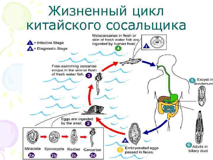 Жизненный цикл китайского сосальщика 
