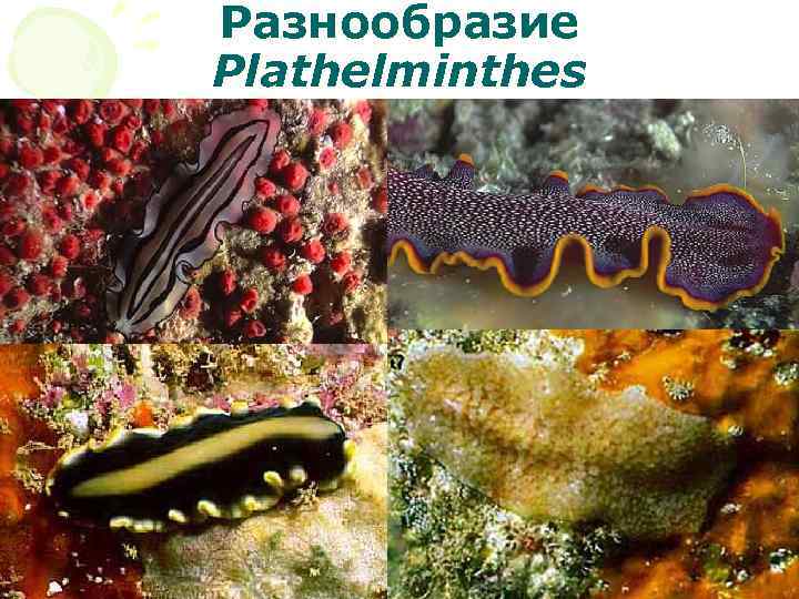 Разнообразие Plathelminthes 