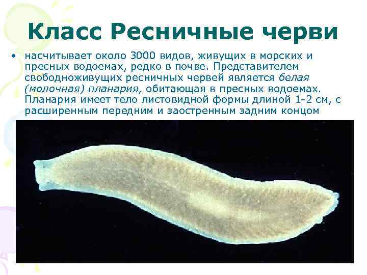 Класс Ресничные черви • насчитывает около 3000 видов, живущих в морских и пресных водоемах,