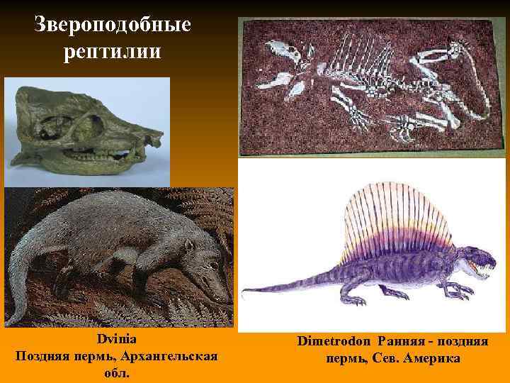 Звероподобные рептилии Dvinia Поздняя пермь, Архангельская обл. Dimetrodon Ранняя - поздняя пермь, Сев. Америка