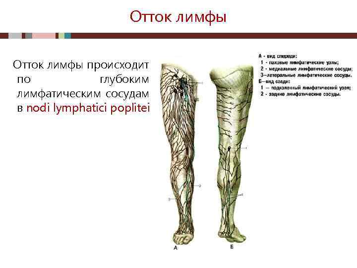 Отток лимфы происходит по глубоким лимфатическим сосудам в nodi lymphatici poplitei 