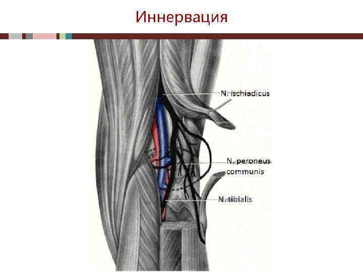 Иннервация 