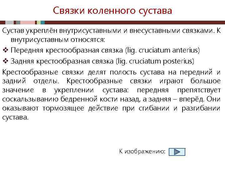 Связки коленного сустава Сустав укреплён внутрисуставными и внесуставными связками. К внутрисуставным относятся: v Передняя