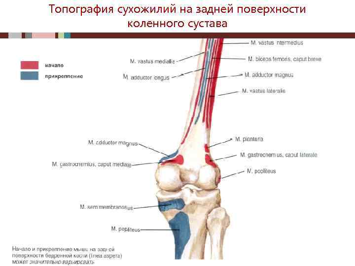 Топография сухожилий на задней поверхности коленного сустава 