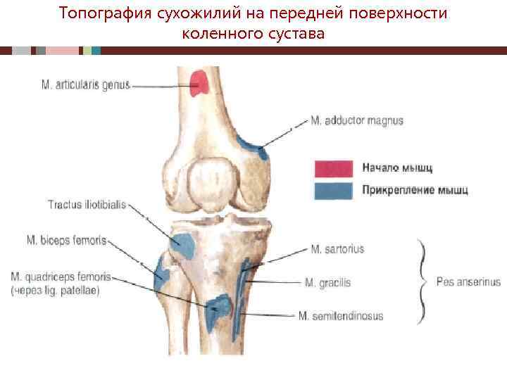 Топография сухожилий на передней поверхности коленного сустава 