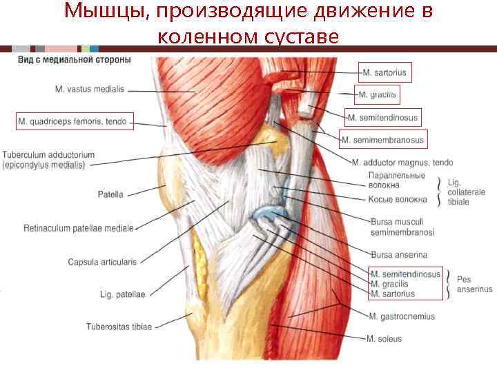 Мышцы, производящие движение в коленном суставе 