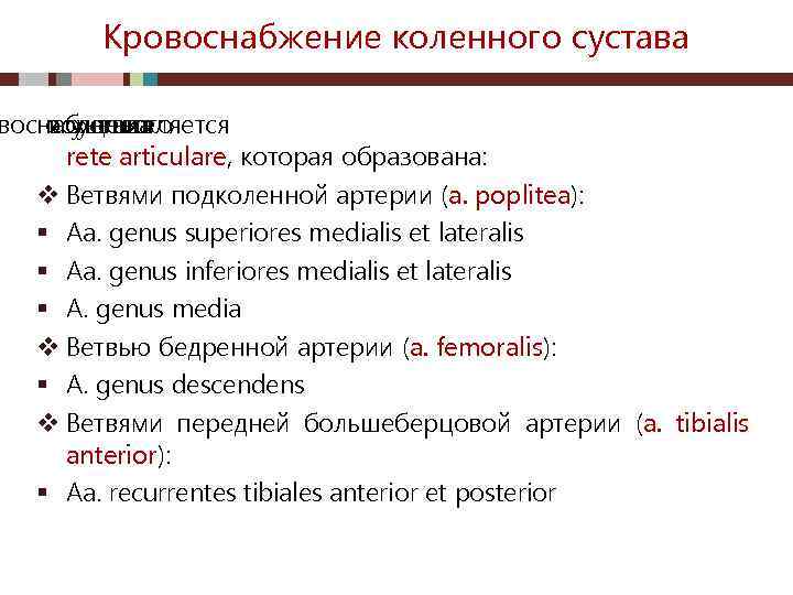 Кровоснабжение коленного сустава воснабжение осуществляется коленного сустава из rete articulare, которая образована: v Ветвями