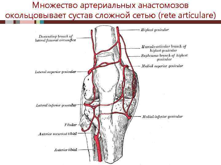 Множество артериальных анастомозов окольцовывает сустав сложной сетью (rete articulare) 