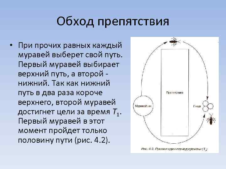 Обход препятствия • При прочих равных каждый муравей выберет свой путь. Первый муравей выбирает