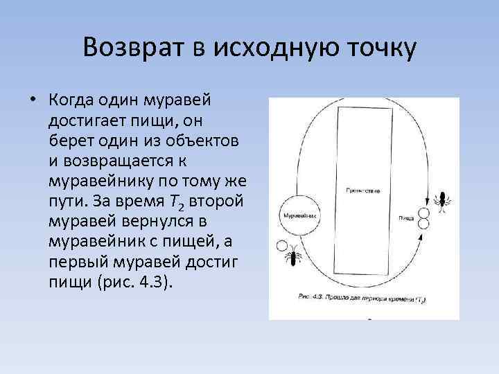 Возврат в исходную точку • Когда один муравей достигает пищи, он берет один из