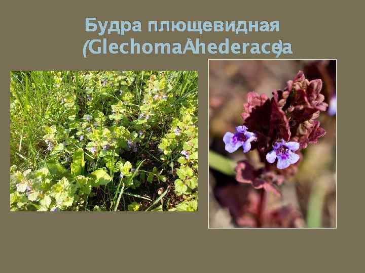 Будра плющевидная (Glechoma hederacea ) 