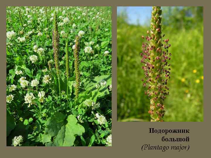 Подорожник большой (Plantago major) 
