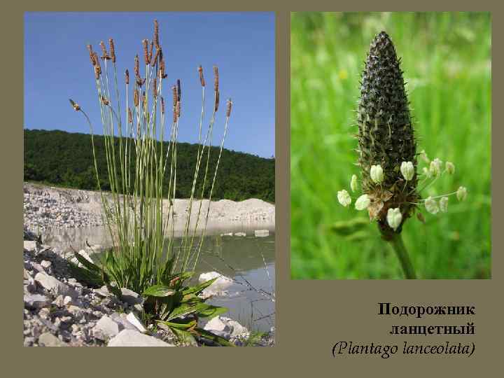 Подорожник ланцетный (Plantago lanceolata) 