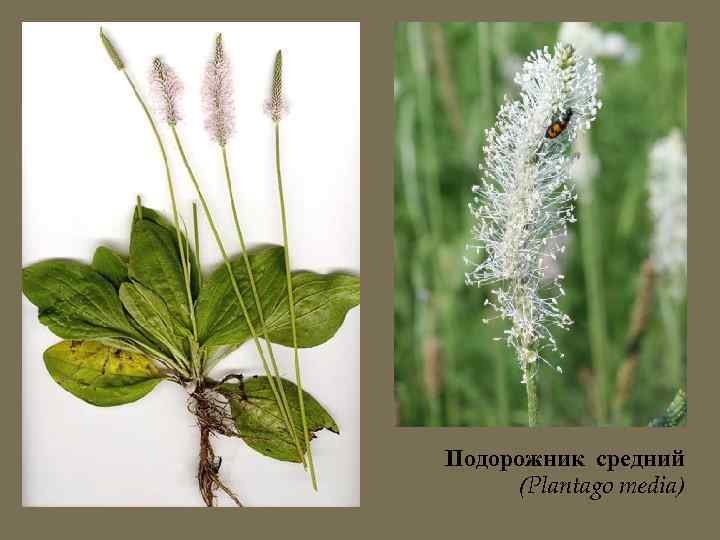 Подорожник средний (Plantago media) 