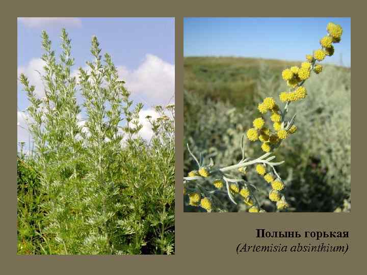Полынь горькая (Artemisia absinthium) 