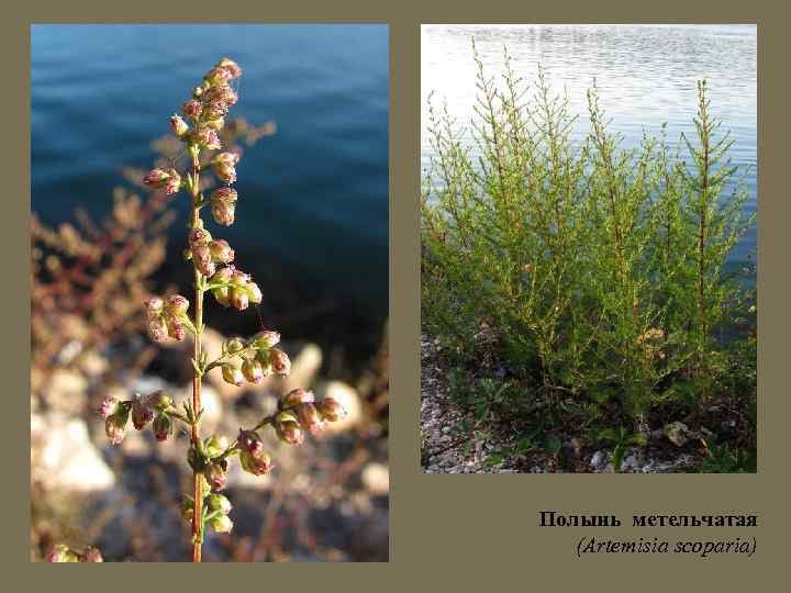 Полынь метельчатая (Artemisia scoparia) 