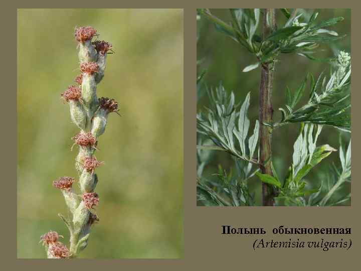 Полынь обыкновенная (Artemisia vulgaris) 