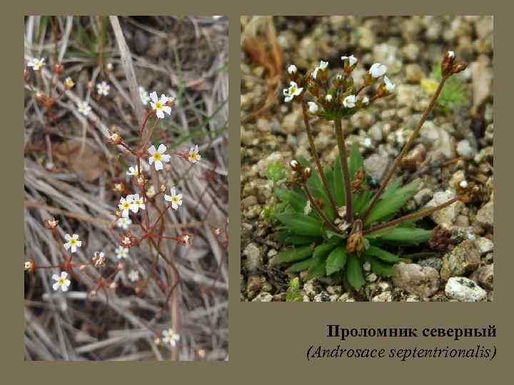 Проломник северный (Androsace septentrionalis) 