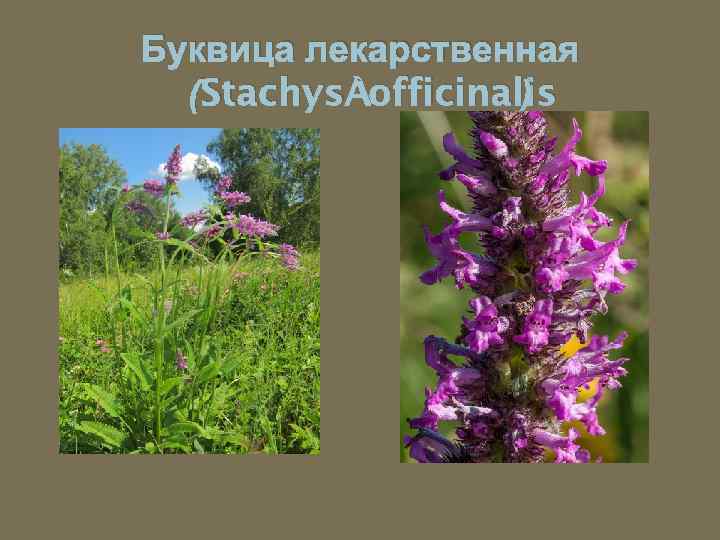 Буквица лекарственная (Stachys officinalis ) 