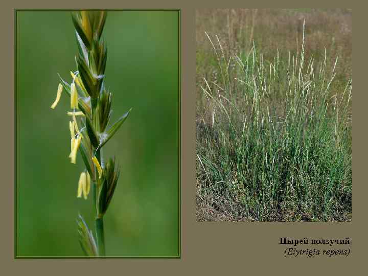 Пырей ползучий (Elytrigia repens) 