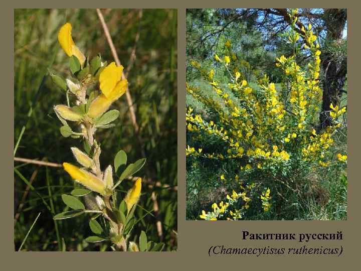 Ракитник русский (Chamaecytisus ruthenicus) 