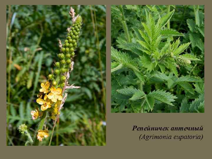 Репейничек аптечный (Agrimonia eupatoria) 