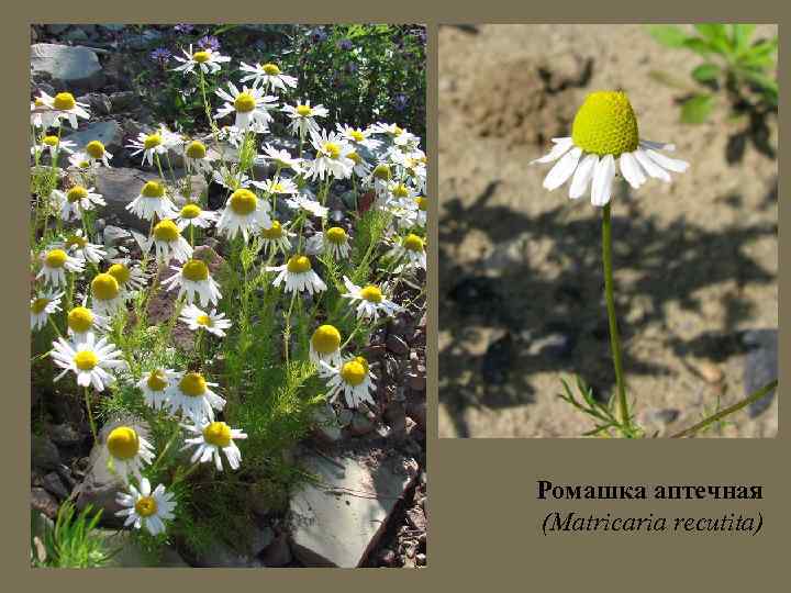 Ромашка аптечная (Matricaria recutita) 