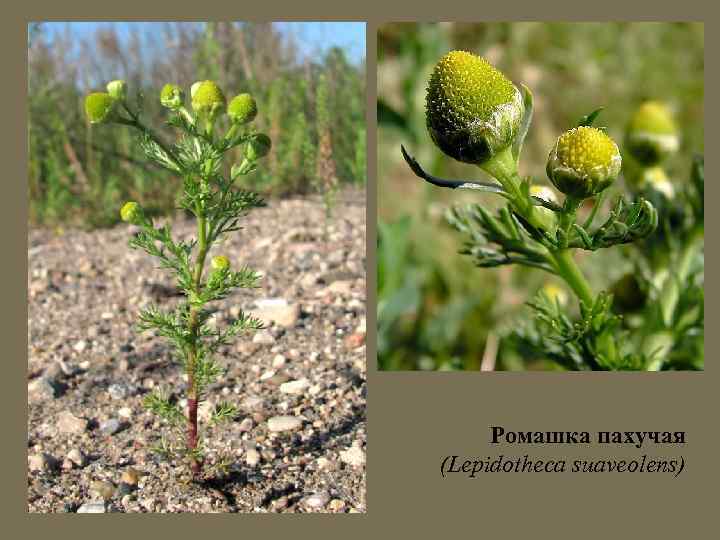 Ромашка пахучая (Lepidotheca suaveolens) 