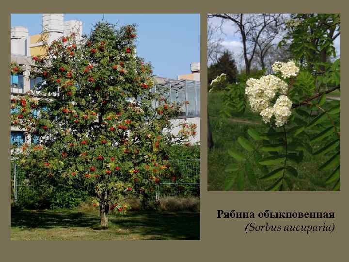 Рябина обыкновенная (Sorbus aucuparia) 