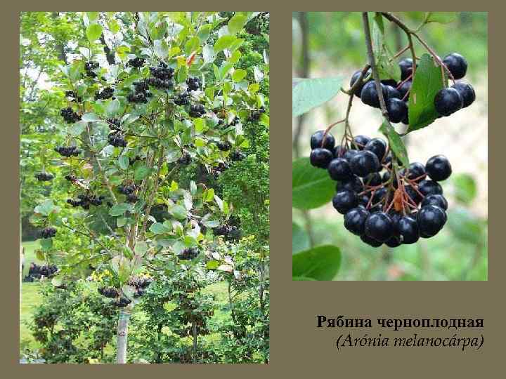 Рябина черноплодная (Arónia melanocárpa) 