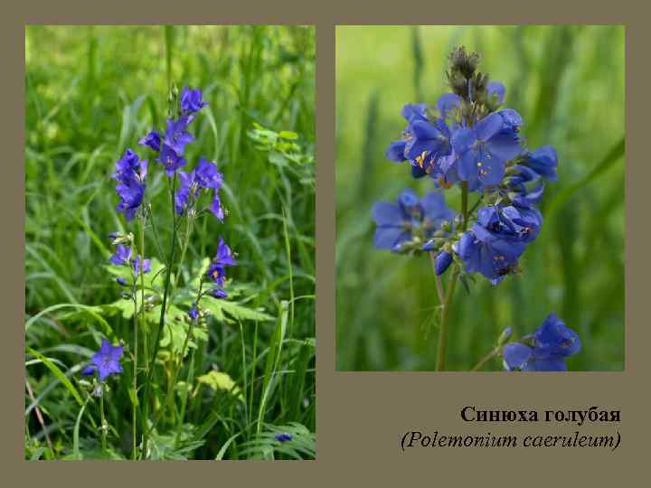 Синюха голубая (Polemonium caeruleum) 