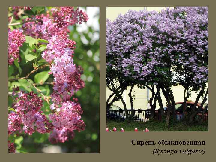 Сирень обыкновенная (Syringa vulgaris) 