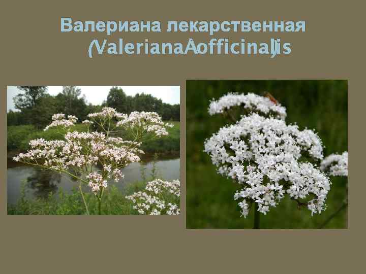 Валериана лекарственная (Valeriana officinalis ) 