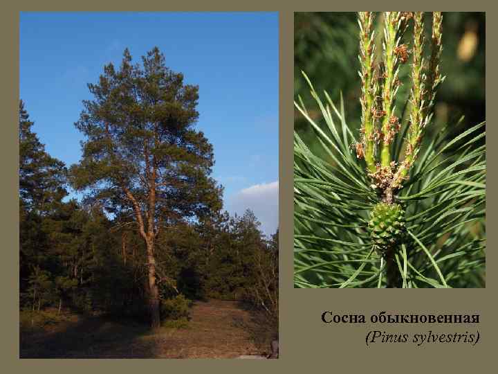 Сосна обыкновенная (Pinus sylvestris) 