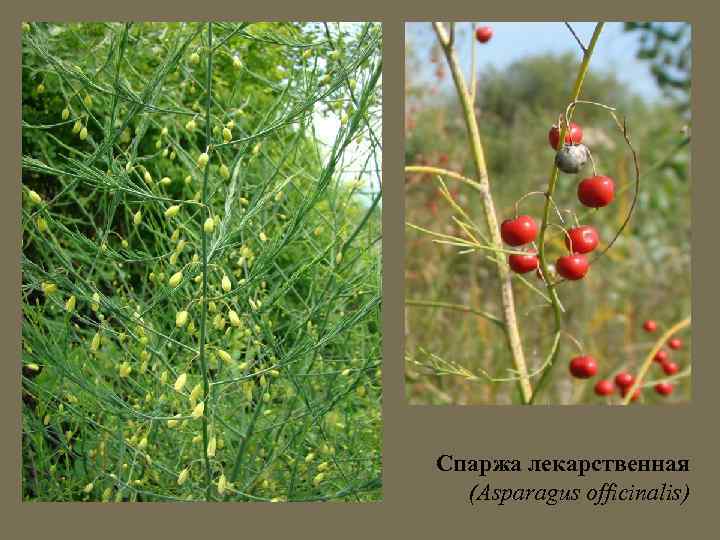 Спаржа лекарственная (Asparagus officinalis) 
