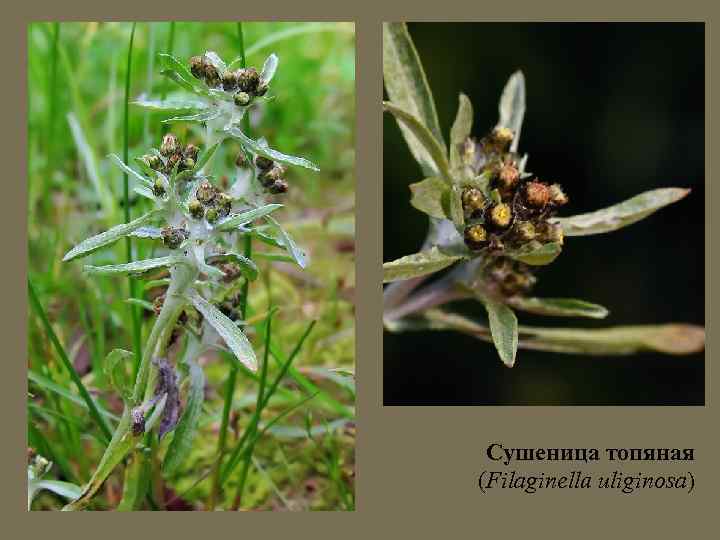 Сушеница топяная (Filaginella uliginosa) 