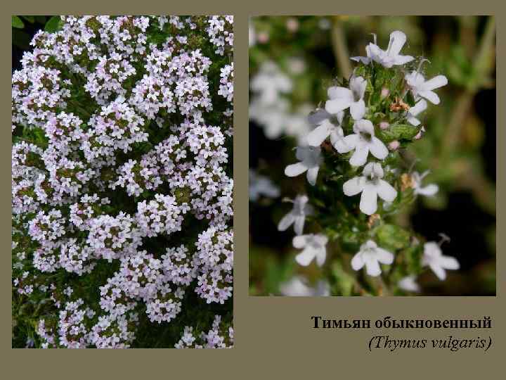 Тимьян обыкновенный (Thymus vulgaris) 